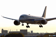 Gift for you✈Dreamliner787