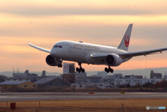伊丹の翼✈Boeing 787-8