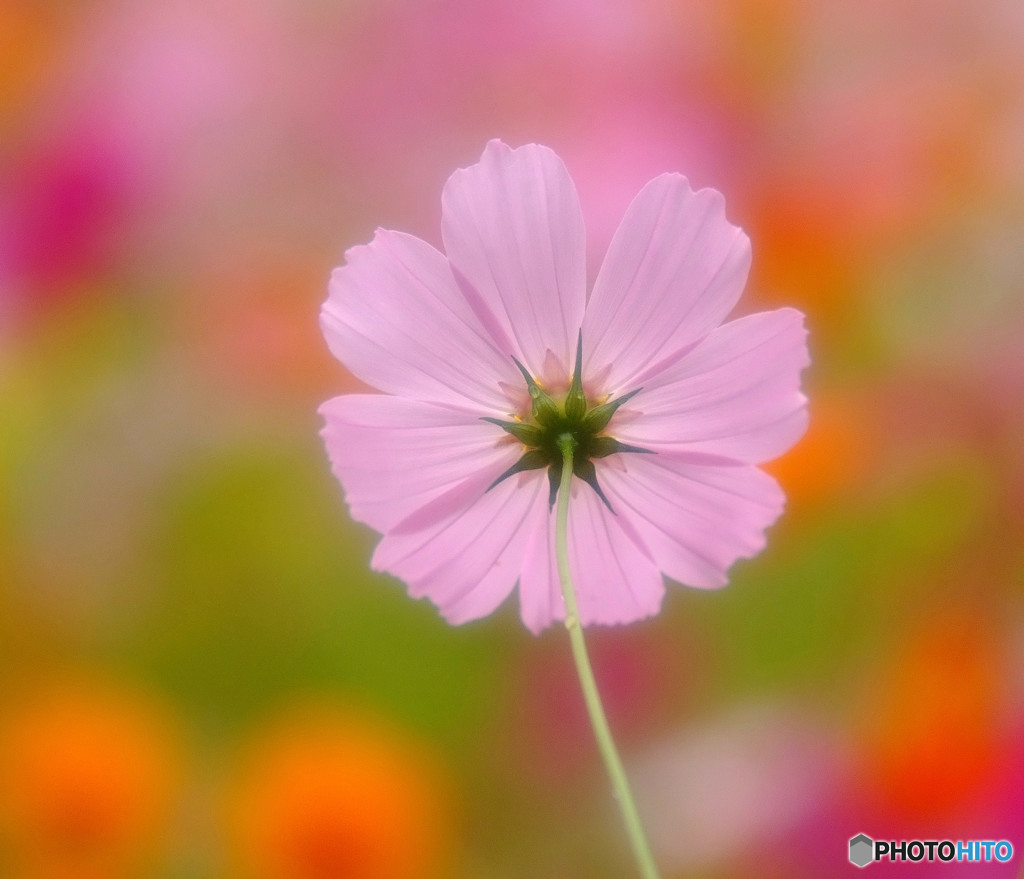 桃色吐息・秋桜