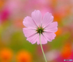 桃色吐息・秋桜