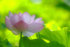 Good morning✿蓮の彩