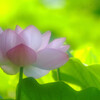 Good morning✿蓮の彩