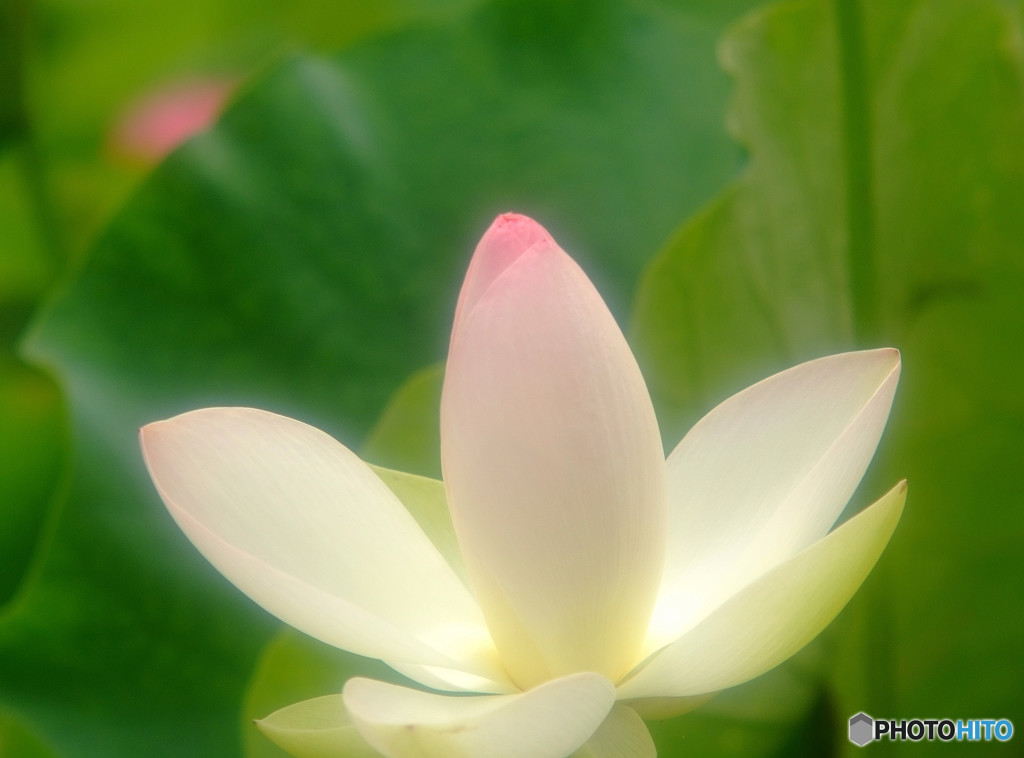 輝きを忘れずに・蓮