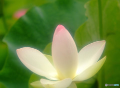 輝きを忘れずに・蓮