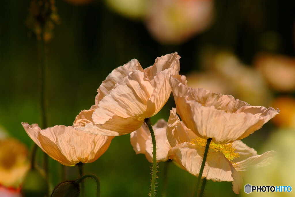 Poppy日記✿午後の舞