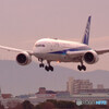 希望の道へ✈ＡＮＡ