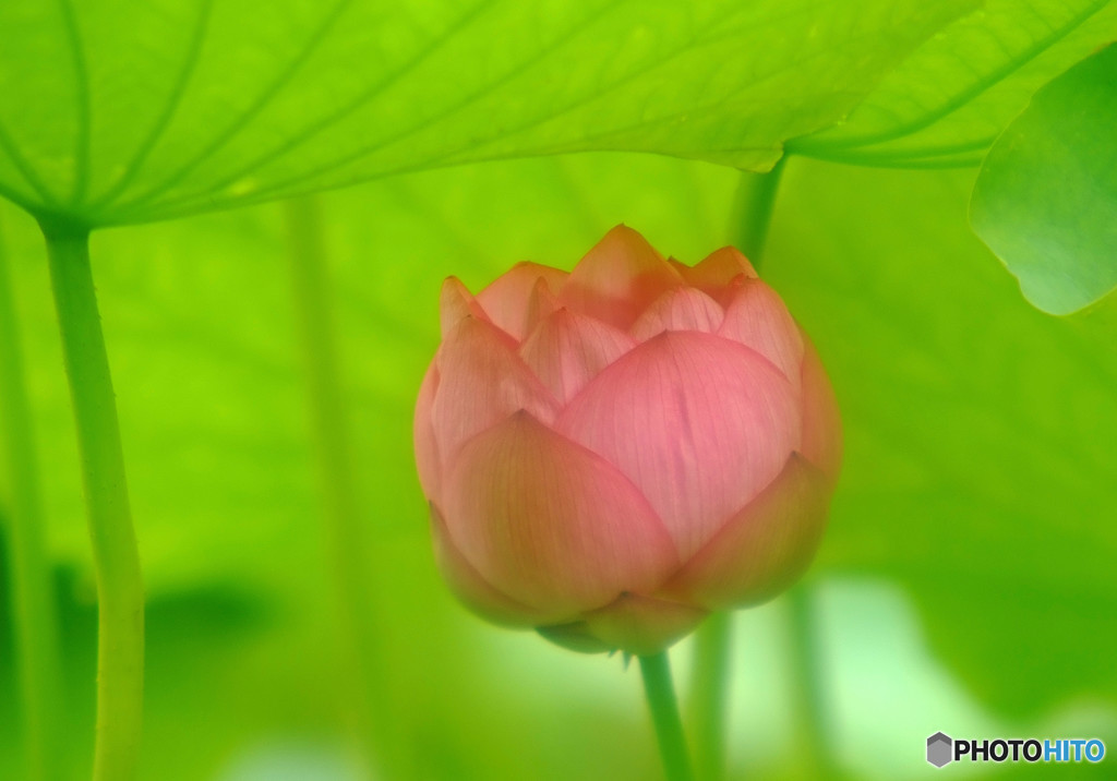 天使の休息2019・蓮