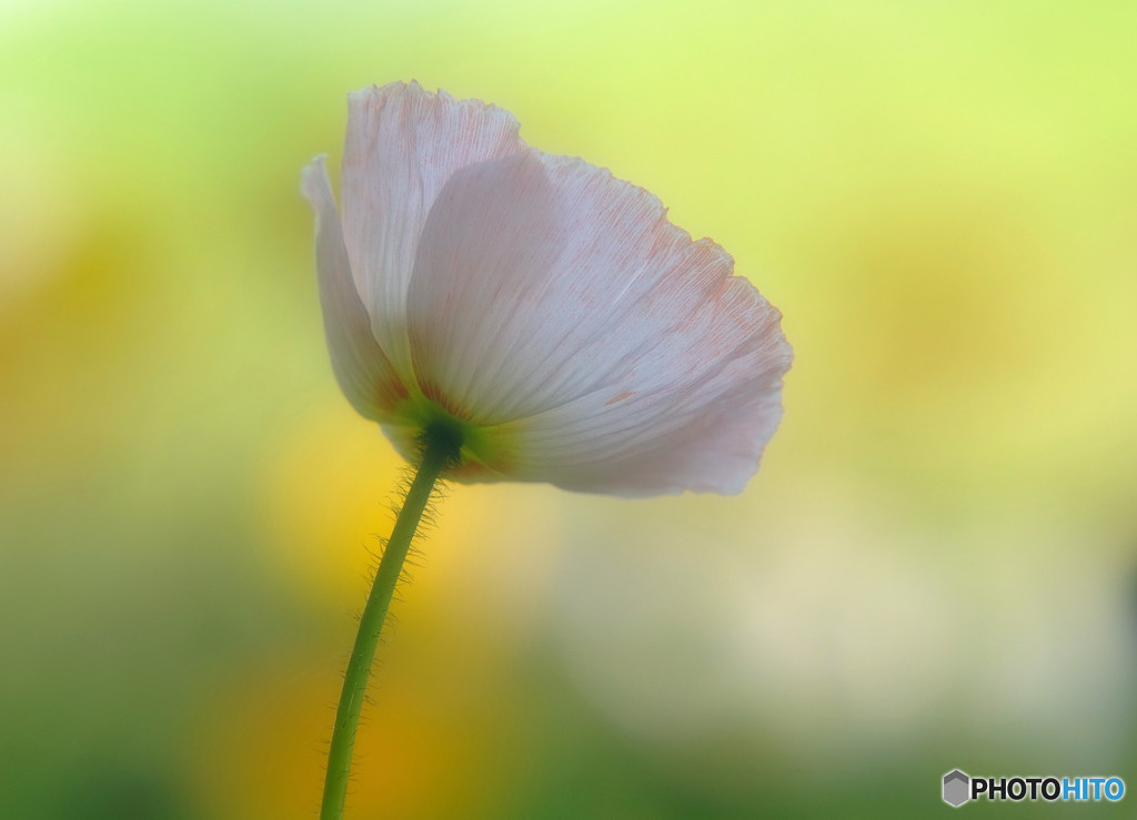 時をかける華・第8章