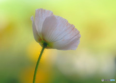 時をかける華・第8章