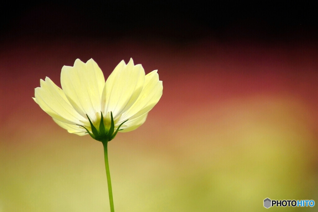 幸福の黄色いコスモス✿華