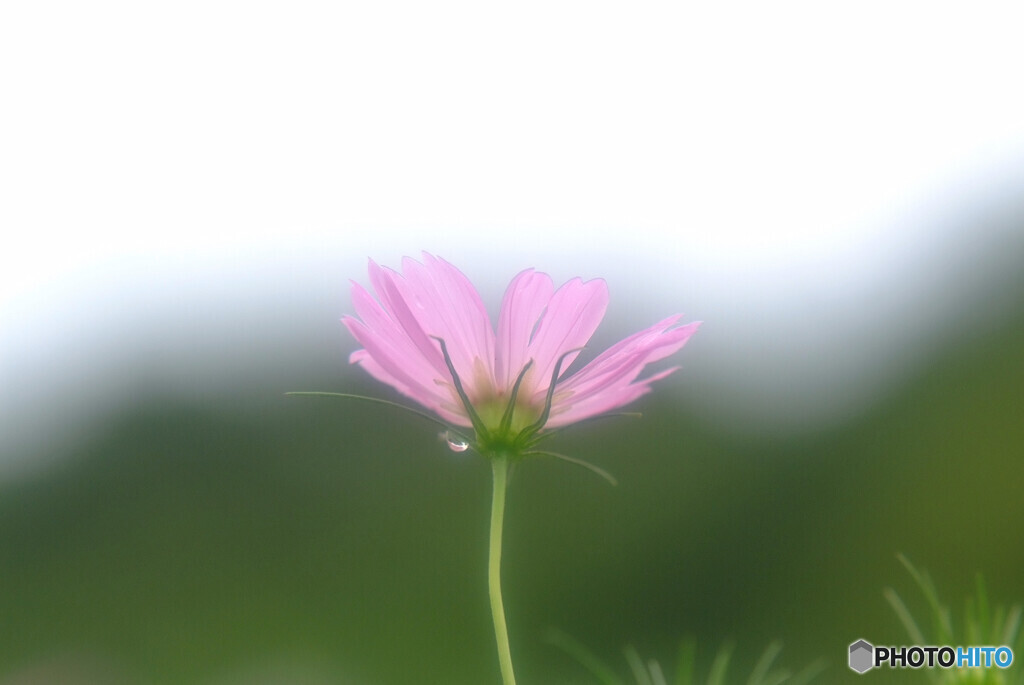 儚くも美しく✿秋桜