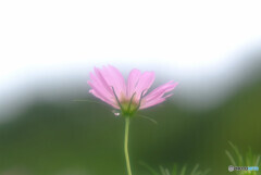 儚くも美しく✿秋桜