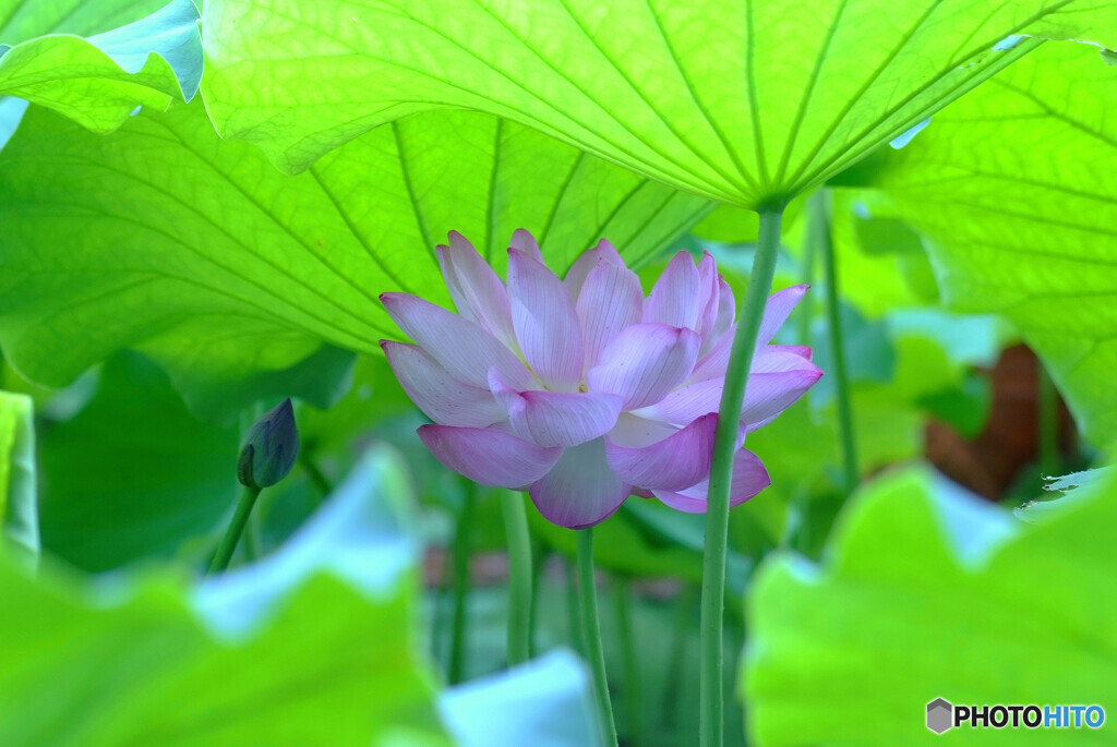 秘密の花園✿蓮2022