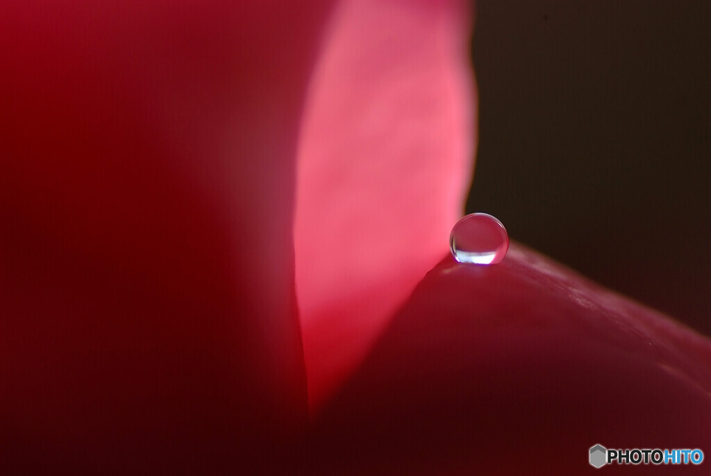 春色の誘惑❁恋