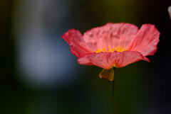 Poppyの詩✿花の丘