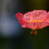 Poppyの詩✿花の丘