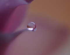 桜色の世界（Ⅳ）