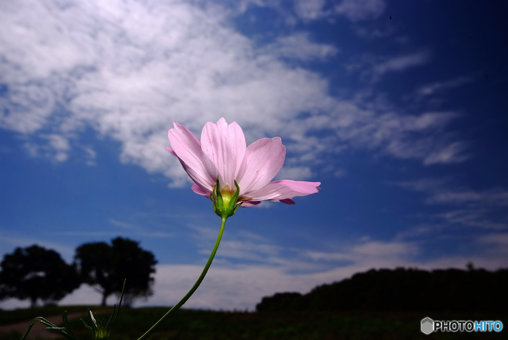 9月の出会い・華