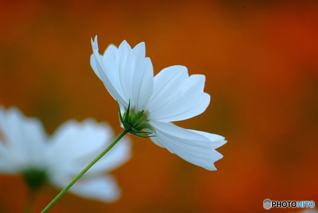 想い出は美しく❁癒されて