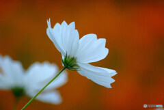 想い出は美しく❁癒されて