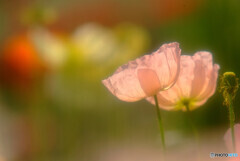 ひとり咲き✾夢