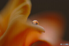 朝の出会いⅡ・瞳