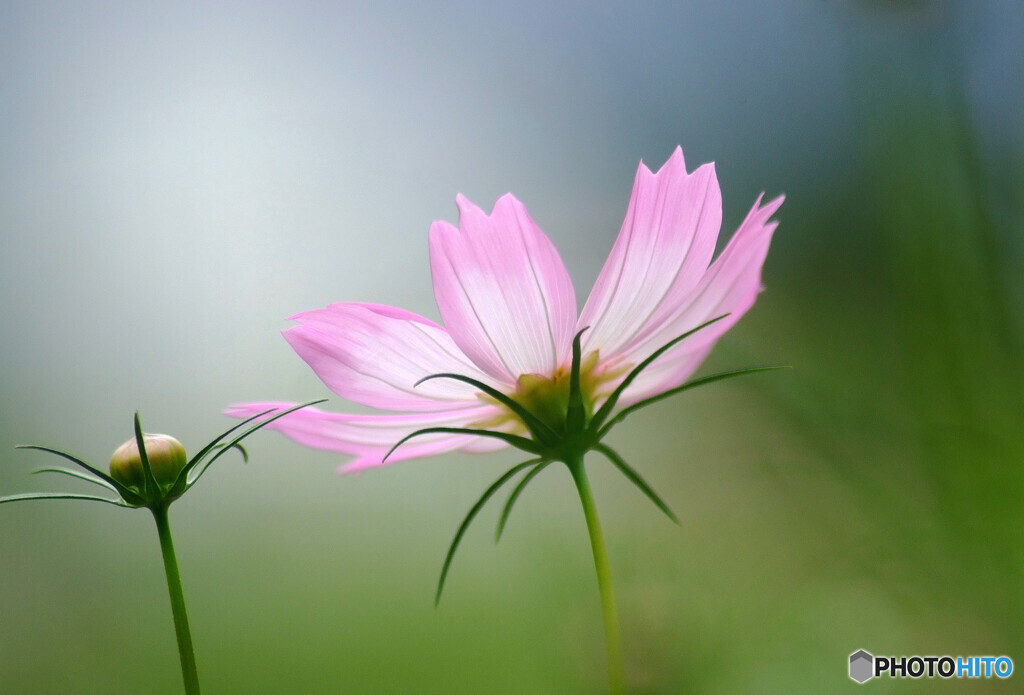神無月の午後❁COSMOS秋