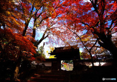 紅葉・大門寺にて