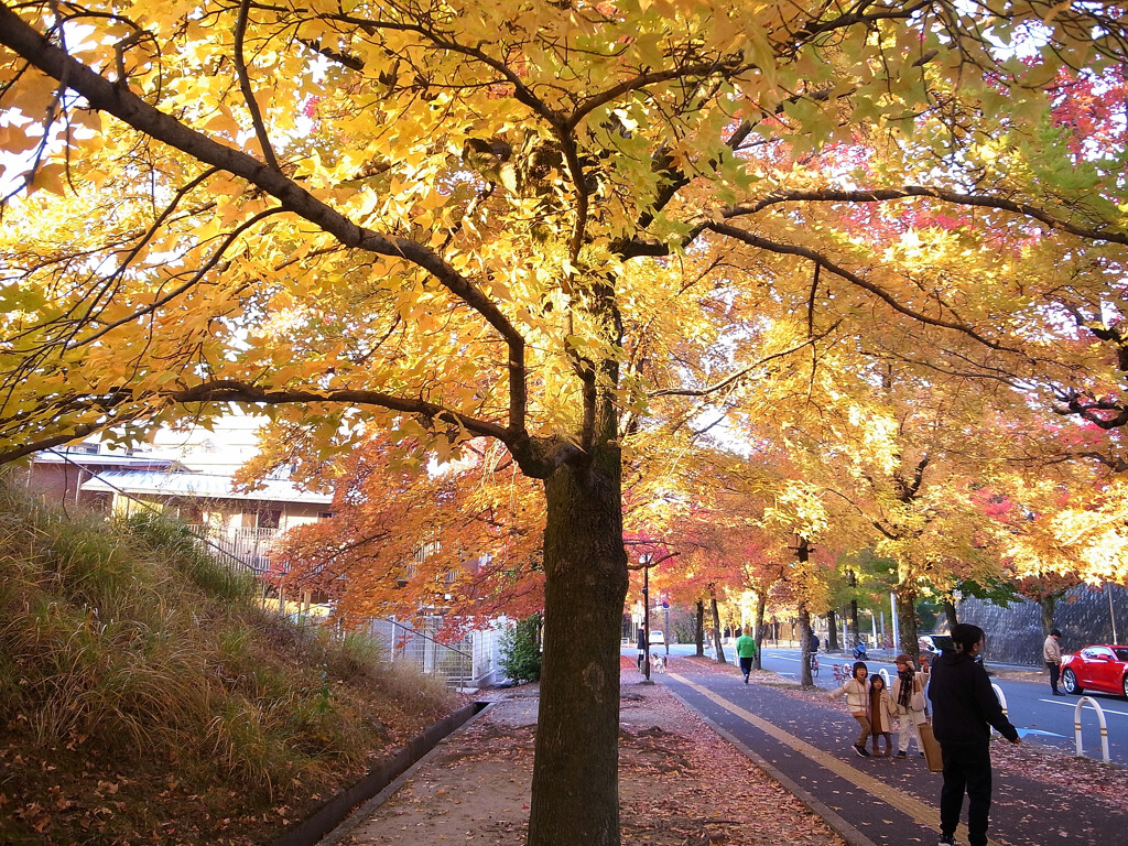 紅葉散歩➏❁三色彩道2025