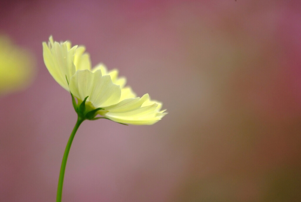 やすらぎの朝✿秋桜