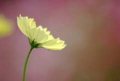 やすらぎの朝✿秋桜 やすらぎの朝✿秋桜