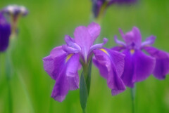 週末の恋人✿菖蒲