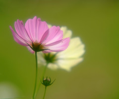 秋灯り・こすもす