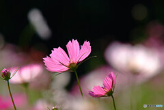 都会のOasis✿神無月の朝