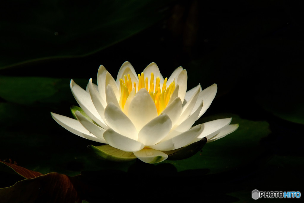 夢のまた夢・睡