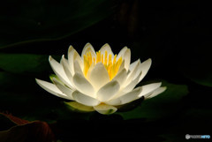 夢のまた夢・睡