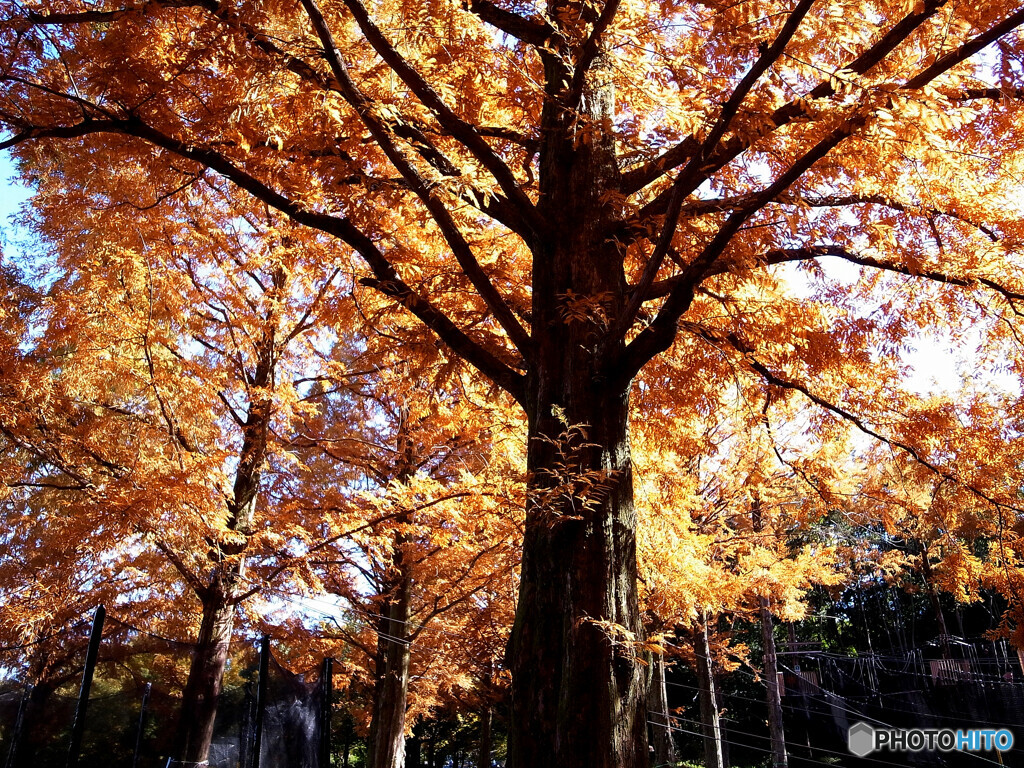 紅葉散歩✿万博公園2024