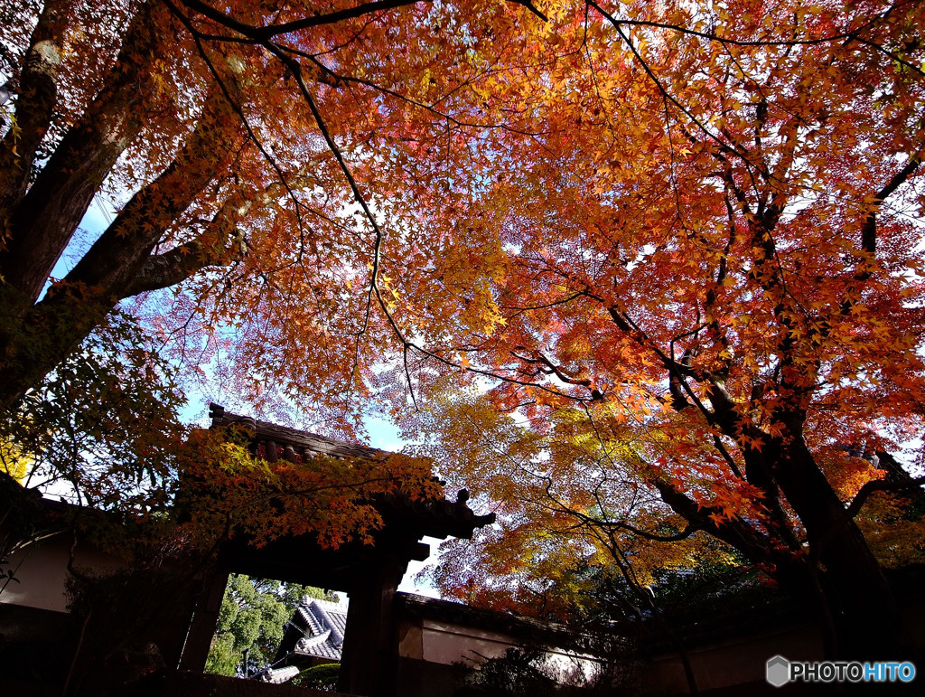 晩秋・山門にて