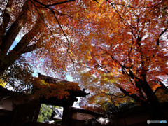 晩秋・山門にて