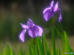 ふたりなら❁春の午後