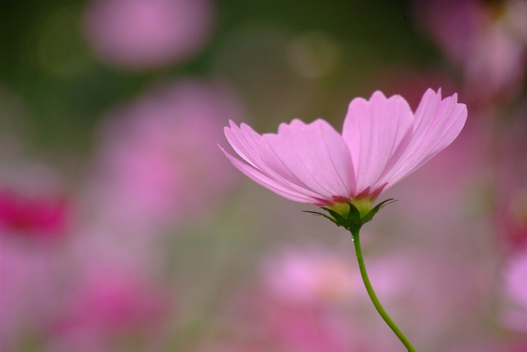 秋桜日記✾出会い2025