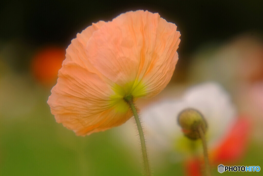 Gift of Spring✿祭