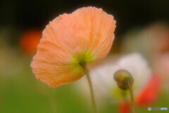 Gift of Spring✿祭