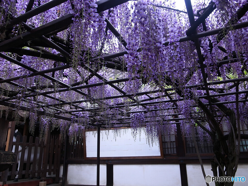 Japanese Beauty✿藤の花