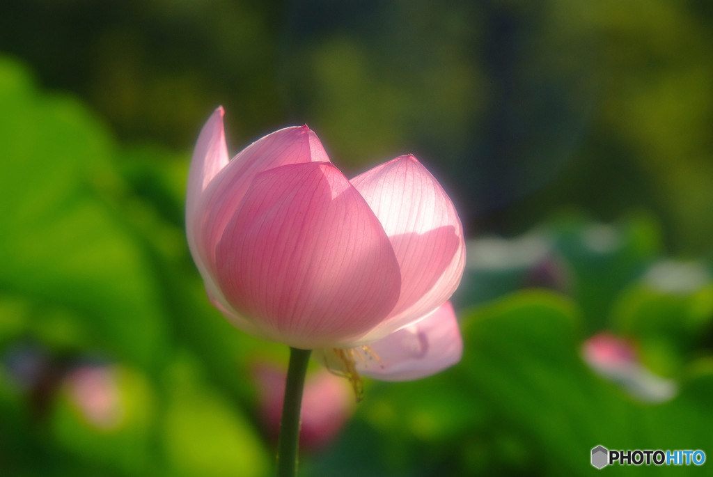 やさしさに包まれたなら・華
