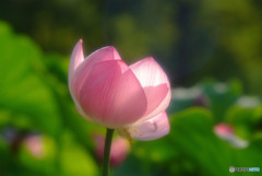 やさしさに包まれたなら・華