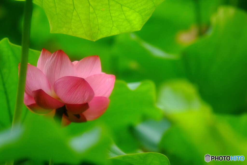 秘密の花園・蓮