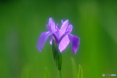 令和の時代へ・祈り