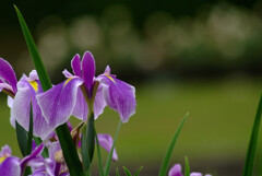 週末を楽しむ✿菖蒲の時