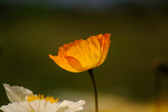 卯月の灯✿Poppy